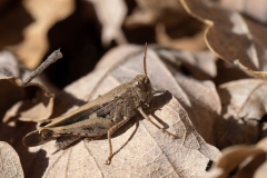 Aiolopus strepens
