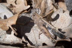 Aiolopus strepens