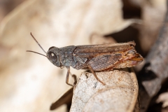 Calliptamus siciliae