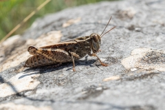 Calliptamus sp