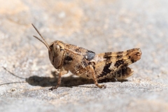 Calliptamus sp