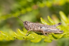 Chorthippus brunneus