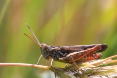Chorthippus brunneus