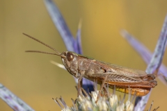 Chorthippus dorsatus
