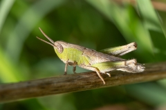Chorthippus dorsatus