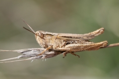 Chorthippus dorsatus