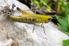 Chorthippus dorsatus