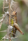 Chorthippus dorsatus