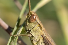 Chorthippus dorsatus