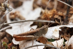 Chorthippus vagans