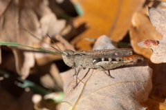 Chorthippus vagans
