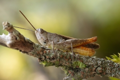 Chorthippus vagans