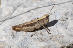 Chorthippus vagans