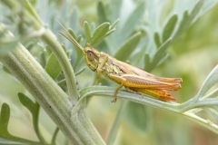 Euchorthippus declivus