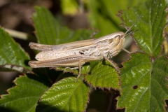 Euchorthippus declivus