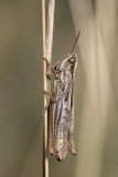 Euchorthippus declivus