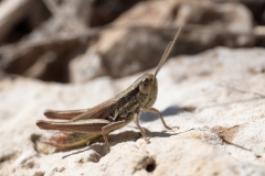 Euchorthippus declivus