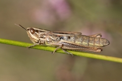 Euchorthippus declivus