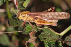 Locusta migratoria
