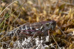 Melanoplus frigidus