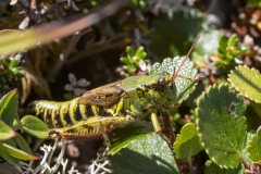 Melanoplus frigidus