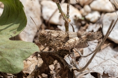 Oedipoda caerulescens