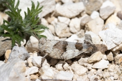 Oedipoda caerulescens