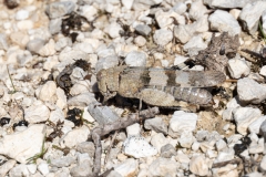 Oedipoda caerulescens