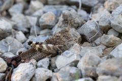 Oedipoda pentagonalis