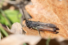 Omocestus rufipes