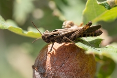 Omocestus rufipes
