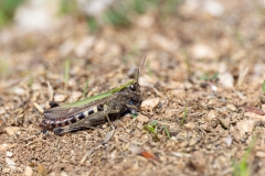 Omocestus rufipes