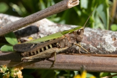 Omocestus rufipes