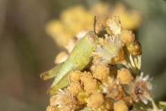 Pezotettix giornae
