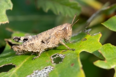 Pezotettix giornae