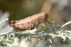 Pezotettix giornae