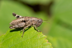 Pezotettix giornae