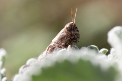 Pezotettix giornae