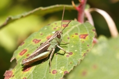 Pseudochorthippus parallelus