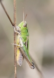 Stenobothrus lineatus