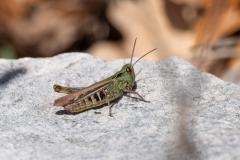 Stenobothrus lineatus