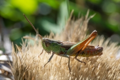 Stenobothrus lineatus