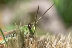 Stenobothrus lineatus