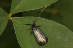 Adela reaumurella