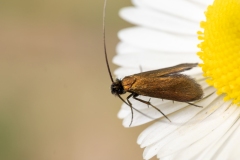 Cauchas rufimitrella