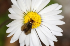 Cauchas rufimitrella