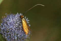 Cauchas albiantennella