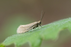 Eriocottis sp