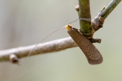 Nematopogon adansoniella