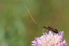 Nemophora metallica